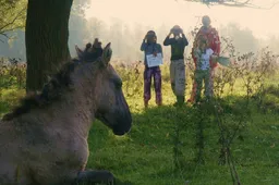 paardenkijken