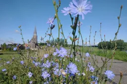 eetbareplanten