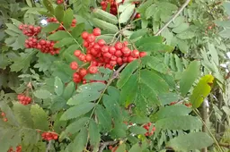 IMG_20240922_141117490