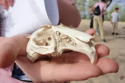 fotoDijkm2026-01-31Speurennaarsporen