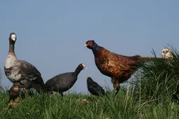 VroegevogelsPict0008