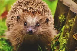 egel