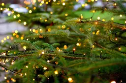 congerdesign-christmas-tree-4683529