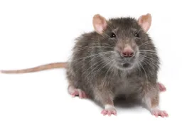 01KD2V0NB6EB2M9R8Q6JNGJE2J