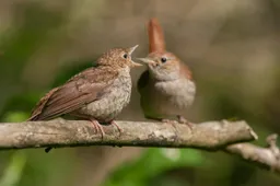 nachtegaal met jong-klein