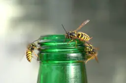 webandi-wasps-plague-3691852