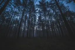 onexchoice-forest-7150274