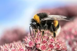 myriams-fotos-heath-the-bumble-bee-3664254