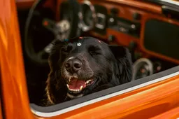 hond in auto pexels laonemarquesfotografia 32699548
