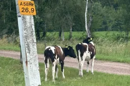 pinken langs a58 moergestel wis robert 2
