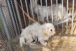 Verwaarloosde honden Berkel Enschot Politie