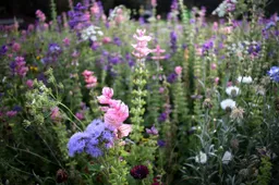 gratis zaden voor tuin