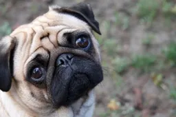 hondennamen nederland