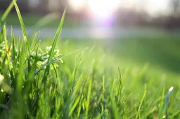 pexels mattycphoto 580900 gras 20250515