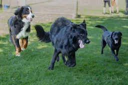 DSC_1891 honden