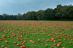 Pompoenenveld
