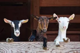goats-2376144_1280