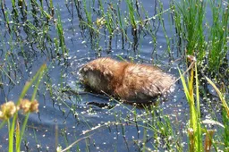 muskrat-2679660_1280