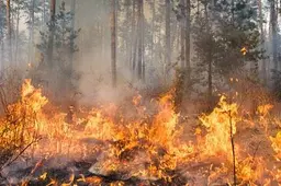 brand bos