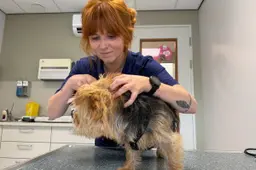 dierenarts grasaar