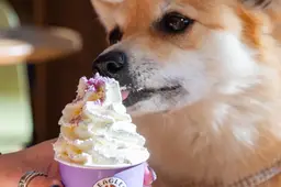 Purple Furfection Furryccino - Bagels & Beans