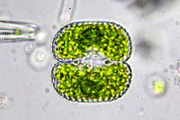 unnamed (20) kopiëren