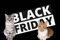 De top 10 beste katten deals voor Black Friday op een rij
