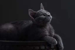 De 10 beste kattencadeautjes voor in de schoen (Sinterklaas 2024)