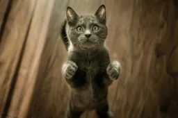 Aanrader op Netflix:  Inside the Mind of a Cat