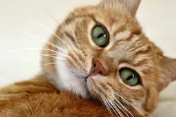 Wist je dat de kattenneus uniek is?