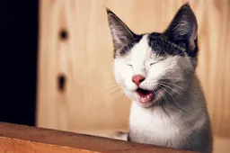 Leuke kattenfilmpjes op Instagram: een kat in een grijpmachine, waarom niet?!