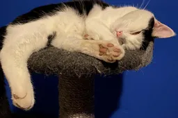 Wie deed het beter? Katten versus de wereld
