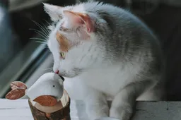 Een verbod: moet kat binnen blijven tijdens broedseizoen van vogels?