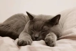 Deze hangmatten voor katten zijn nu in de aanbieding en vinden katten fijn