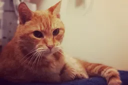 Column: Overlijdt een kat of gaat een kat dood?