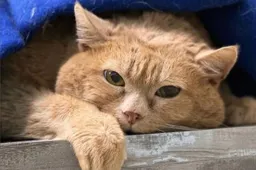 Russische kat Kroshik was de dikste kat ter wereld en is overleden