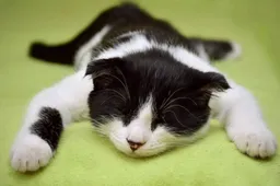 Leuke kattenfilmpjes op Instagram en TikTok: Hiermee versla je Blue Monday