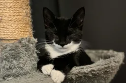 Waarom krabben katten aan een krabpaal? 5 dingen die je moet weten over krabpalen