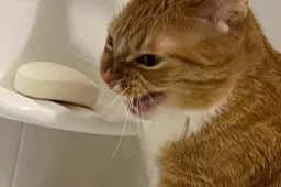 Rode kat Kisa probeert nieuwe snack te eten: zeep