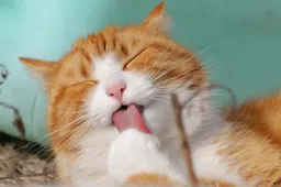 Zo scoor je eenvoudig een katten adventskalender dit jaar: 5 leuke tips