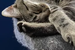 Met deze krabpalen voor grote katten is er voor iedere kat wel wat