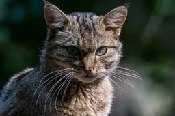 Voor het eerst een wilde kat gespot vlakbij Nederlandse grens