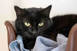 Ontmoet Zenna – Wie haalt deze kat uit het asiel?