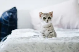 Column: Waarom is een kat vergiftigen op Google een hit?!