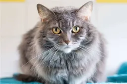 De leukste kattenfilmpjes op Instagram en TikTok: kattenkwaad met kerst
