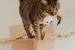 Kunnen alle katten apporteren? Dit is wat je moet weten