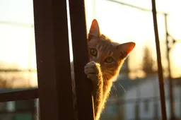 Vraag Maar Raak: Wat is de gekste plek waar je je kat ooit gevonden hebt?