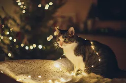 Versier je kerstboom met deze leuke katten items