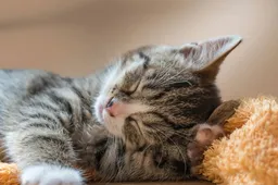 Vraag maar raak: Hoe heb jij de naam van je kat of katten verzonnen?