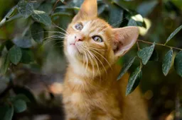 Vergiftigingsgolf in Almere: kattenbaasjes gewaarschuwd om katten binnen te houden